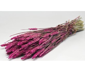 TRITICUM ΡΟΖ 70cm 0977504