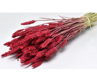 TRITICUM COLOR 70cm ΚΟΚΚΙΝΟ 0977505 TRITICUM COLOR 70cm ΚΟΚΚΙΝΟ 0977505