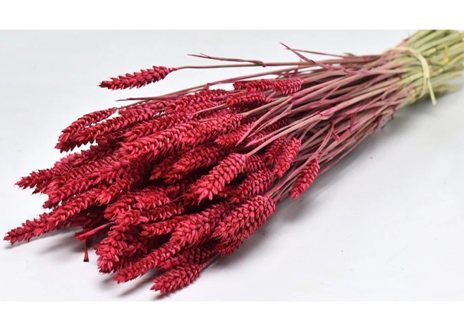 TRITICUM COLOR 70cm ΚΟΚΚΙΝΟ 0977505 TRITICUM COLOR 70cm ΚΟΚΚΙΝΟ 0977505