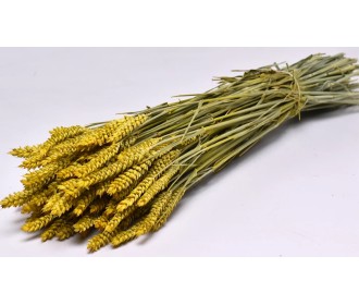 TRITICUM COLOR 70cm ΚΙΤΡΙΝΟ 0977509