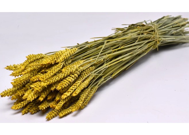 TRITICUM COLOR 70cm ΚΙΤΡΙΝΟ 0977509 TRITICUM COLOR 70cm ΚΙΤΡΙΝΟ 0977509