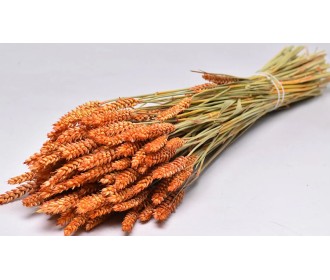 TRITICUM COLOR 70cm ΠΟΡΤΟΚΑΛΙ 0977529
