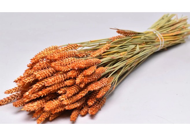 TRITICUM COLOR 70cm ΠΟΡΤΟΚΑΛΙ 0977529 TRITICUM COLOR 70cm ΠΟΡΤΟΚΑΛΙ 0977529