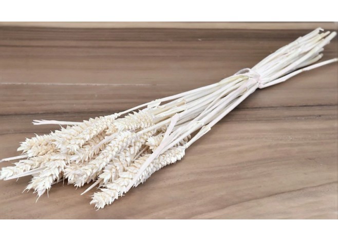 TRITICUM ΛΕΥΚΑΜΕΝΟ 70cm 0977530 TRITICUM ΛΕΥΚΑΜΕΝΟ 70cm 0977530