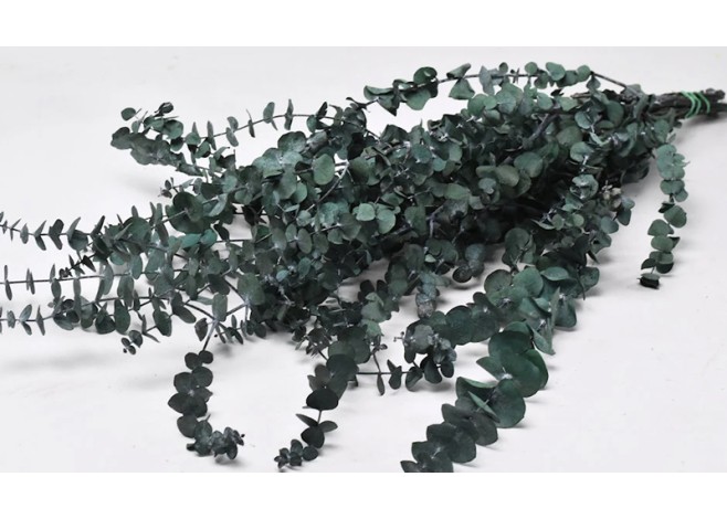 EUCALYPTUS BABY GREEN 65cm 120gr 0981603 EUCALYPTUS BABY GREEN 65cm 120gr 0981603