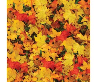 Χαρτόνι Χαρτόνι