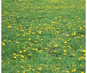Χαρτόνι Χαρτόνι