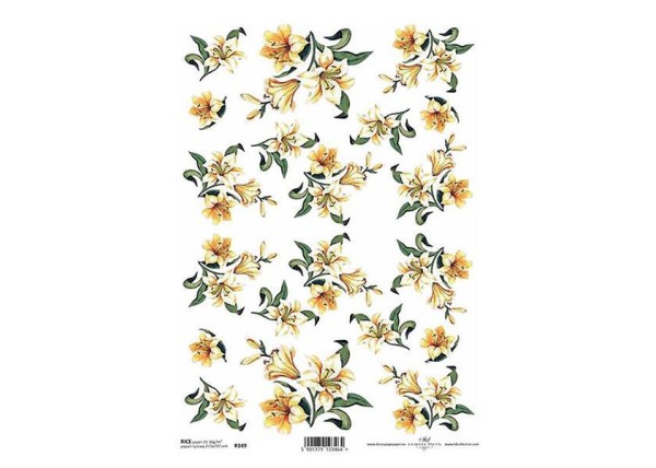 Ριζόχαρτο  Ριζόχαρτο