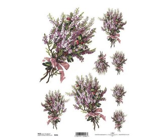 Ριζόχαρτο Ριζόχαρτο