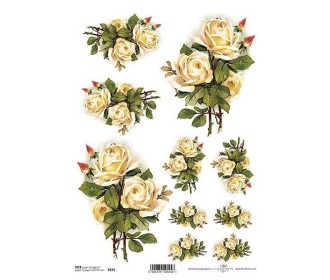 Ριζόχαρτο Ριζόχαρτο