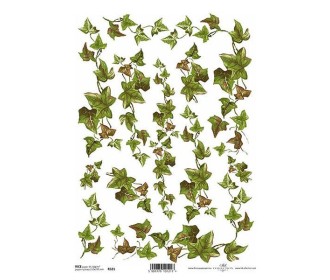 Ριζόχαρτο Ριζόχαρτο