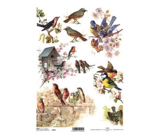 Ριζόχαρτο  Ριζόχαρτο