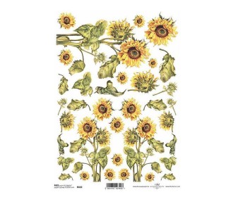 Ριζόχαρτο  Ριζόχαρτο