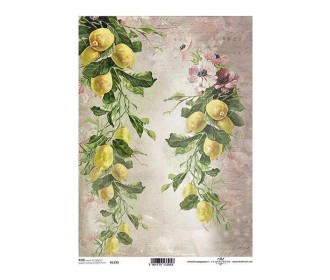 Ριζόχαρτο  Ριζόχαρτο