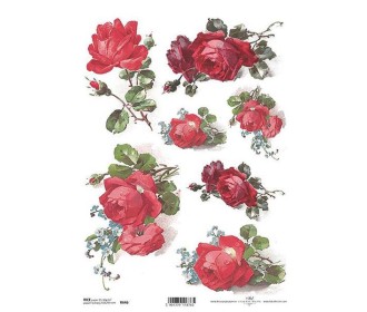 Ριζόχαρτο  Ριζόχαρτο