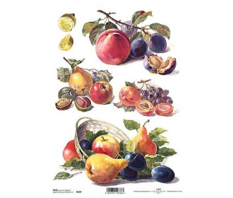 Ριζόχαρτο  Ριζόχαρτο