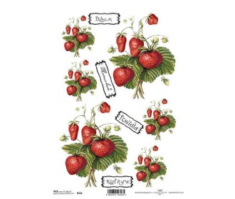 Ριζόχαρτο  Ριζόχαρτο