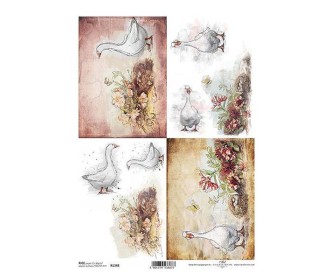 Ριζόχαρτο  Ριζόχαρτο