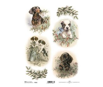 Ριζόχαρτο  Ριζόχαρτο