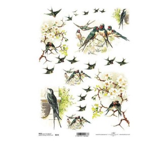 Ριζόχαρτο  Ριζόχαρτο