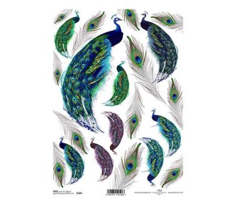 Ριζόχαρτο  Ριζόχαρτο