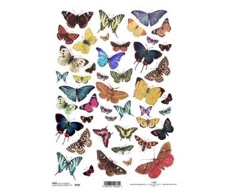 Ριζόχαρτο Ριζόχαρτο