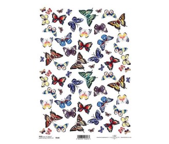 Ριζόχαρτο Ριζόχαρτο