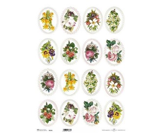 Ριζόχαρτο  Ριζόχαρτο