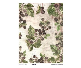 Ριζόχαρτο  Ριζόχαρτο