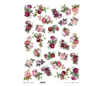 Ριζόχαρτο Ριζόχαρτο