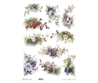 Ριζόχαρτο Ριζόχαρτο