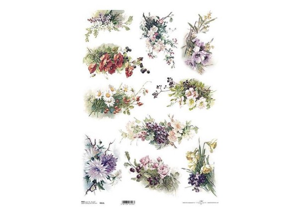 Ριζόχαρτο  Ριζόχαρτο