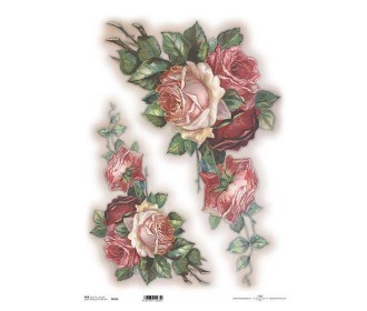 Ριζόχαρτο Ριζόχαρτο