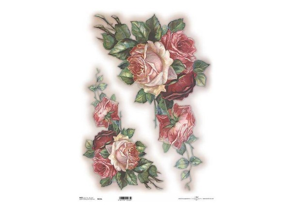 Ριζόχαρτο  Ριζόχαρτο