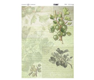 Ριζόχαρτο  Ριζόχαρτο