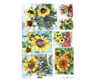 Ριζόχαρτο Ριζόχαρτο