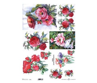 Ριζόχαρτο  Ριζόχαρτο