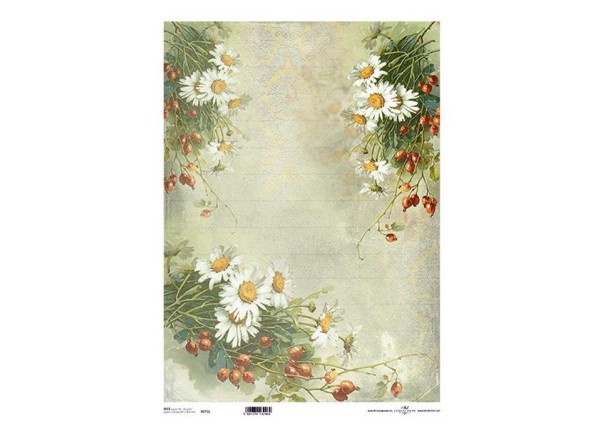 Ριζόχαρτο  Ριζόχαρτο