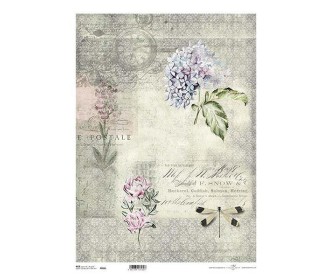 Ριζόχαρτο  Ριζόχαρτο