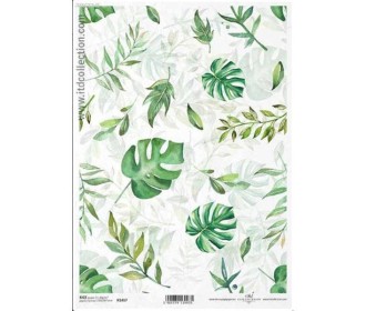 Ριζόχαρτο  Ριζόχαρτο