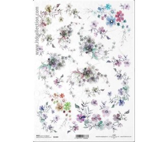 Ριζόχαρτο Ριζόχαρτο