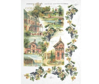 Ριζόχαρτο  Ριζόχαρτο