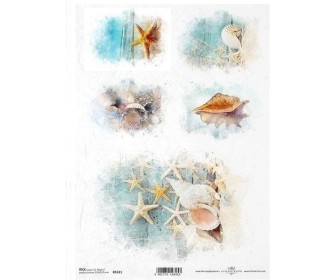 Ριζόχαρτο Ριζόχαρτο