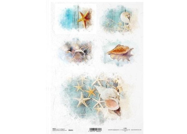 Ριζόχαρτο Ριζόχαρτο