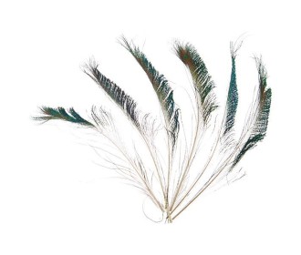 Φτερά παγωνιού μήκος 30-35 εκ. συσκ. 6 τεμ. σε blister