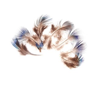 Φτερά παγωνιού μήκος 5-7 εκ. συσκ.10 τεμ. σε blister