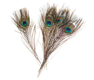 Φτερά παγωνιού μήκος 25-30 εκ. συσκ. 6 τεμ. σε blister