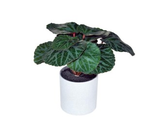 Φυτό τεχνητό Μπιγκόνια 18εκ., σε γκρι πλαστικό γλαστράκι Ø8xΥ8εκ. Φυτό τεχνητό Μπιγκόνια 18εκ., σε γκρι πλαστικό γλαστράκι Ø8xΥ8εκ.