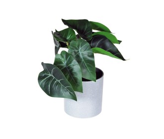 Φυτό τεχνητό Ντιφενμπάχια 18εκ., σε γκρι πλαστικό γλαστράκι Ø8xΥ8εκ. Φυτό τεχνητό Ντιφενμπάχια 18εκ., σε γκρι πλαστικό γλαστράκι Ø8xΥ8εκ.