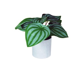 Φυτό τεχνητό Σαξιφράγκα 18εκ., σε γκρι πλαστικό γλαστράκι Ø8xΥ8εκ. Φυτό τεχνητό Σαξιφράγκα 18εκ., σε γκρι πλαστικό γλαστράκι Ø8xΥ8εκ.